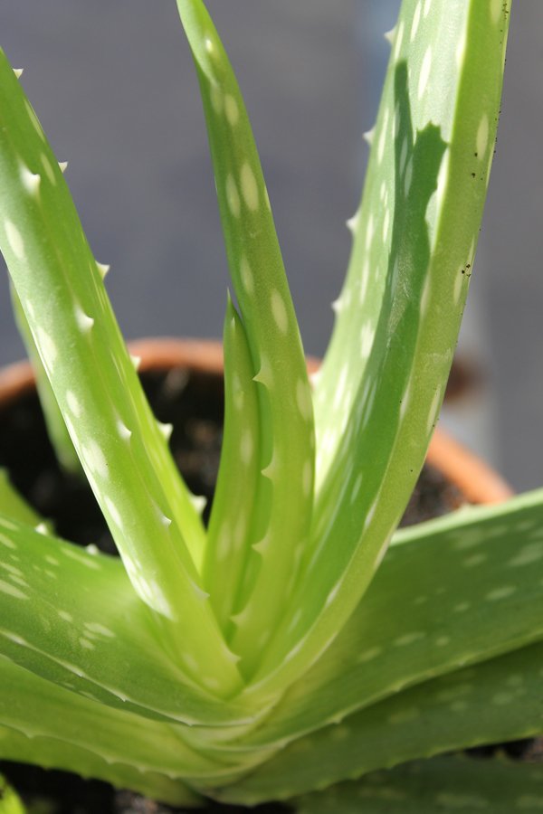 31 HEALTH BENEFITS OF ALOE VERA