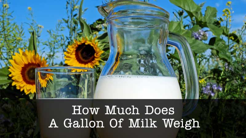 gallon of milk weigh